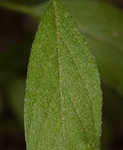 Fourspike heliotrope